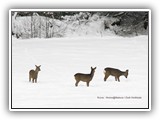 Päivän kuva 15.12.2012 
Metsäkauriit pellonlaidalla. Kuva: Homo@Natura / Outi Hoikkala. 