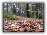 Päivän kuva 6.10.2011
 Kärävuoren metsässä lenkkipoluillekin on levitetty matto. 