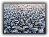 Päivän kuva 17.1.2014
Jääkukkia Muurlan Ylisjärvellä, kuva Lasse Laasonen. Jouni Vainio SSS:ssa 21.1.2014: Vesi jäätyy jään alapuolelta ja jäätyessä vapautuu lämpöä, lämpöä tulee osittain jään läpi, kun jää on vielä aika ohutta. <br>Lämmön mukana tuleva kosteus jäätyy heti jään pinnassa ja muodostaa jääkukkia.
	 