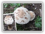 Luonnon taidetta. Mikälie-sieni. 
Kuva: Arja Lahtinen. 