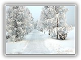Joensuun kartanoon johtava koivukuja oli kaunista katseltavaa.