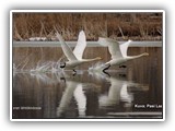ym-IMG_5411