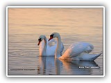 ym-IMG_6443b